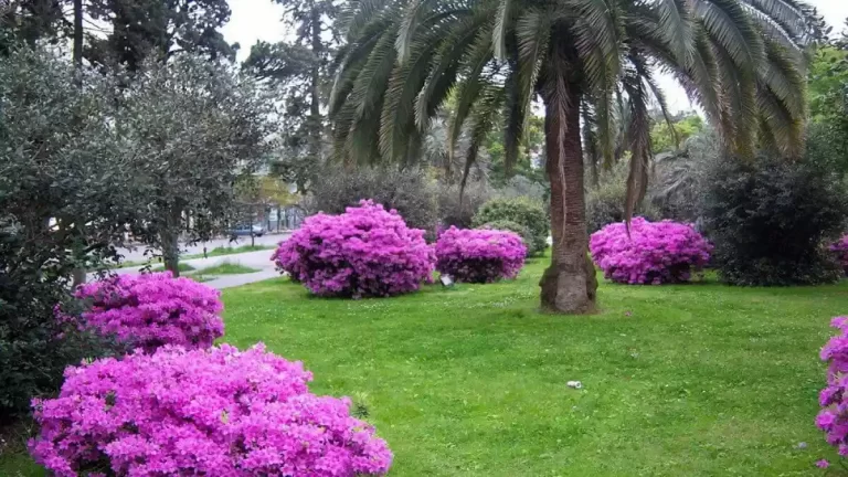 Batoemi botanische tuin Foto