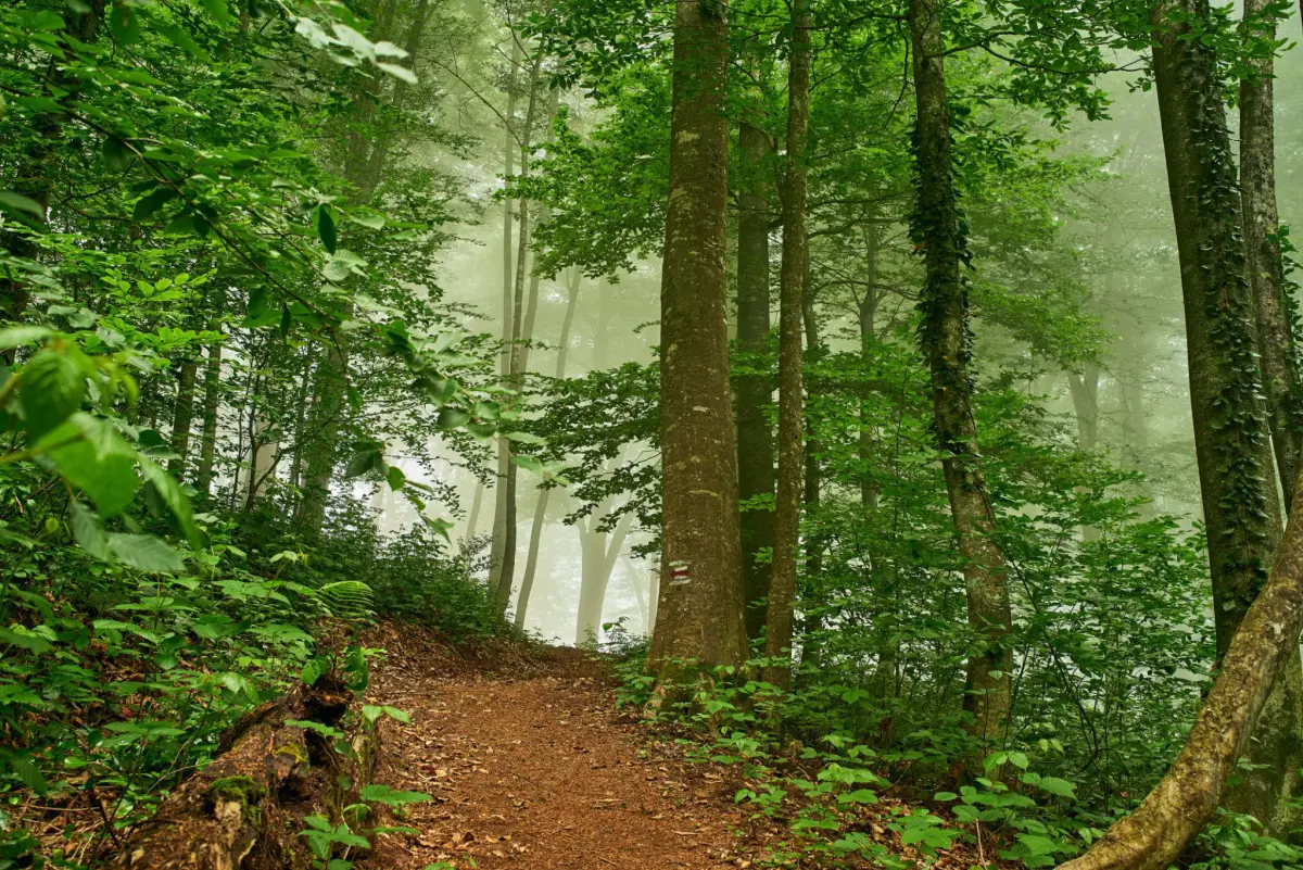 Wandelreis West-Georgië: 8 dagen kloven, regenwoud en de Zwarte Zee