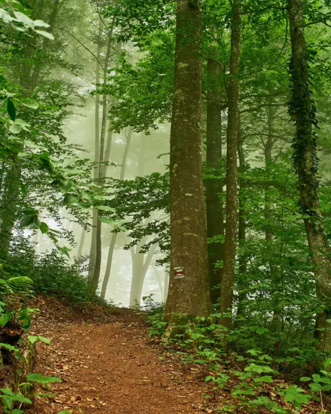 Wandelreis West-Georgië: 8 dagen kloven, regenwoud en de Zwarte Zee
