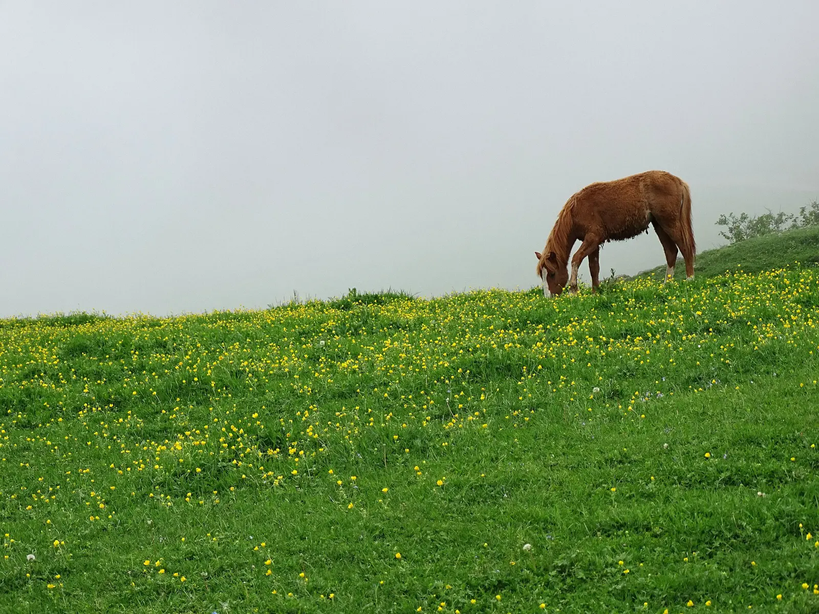 Paardrijden bij Kazbegi