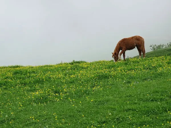 Paardrijden bij Kazbegi