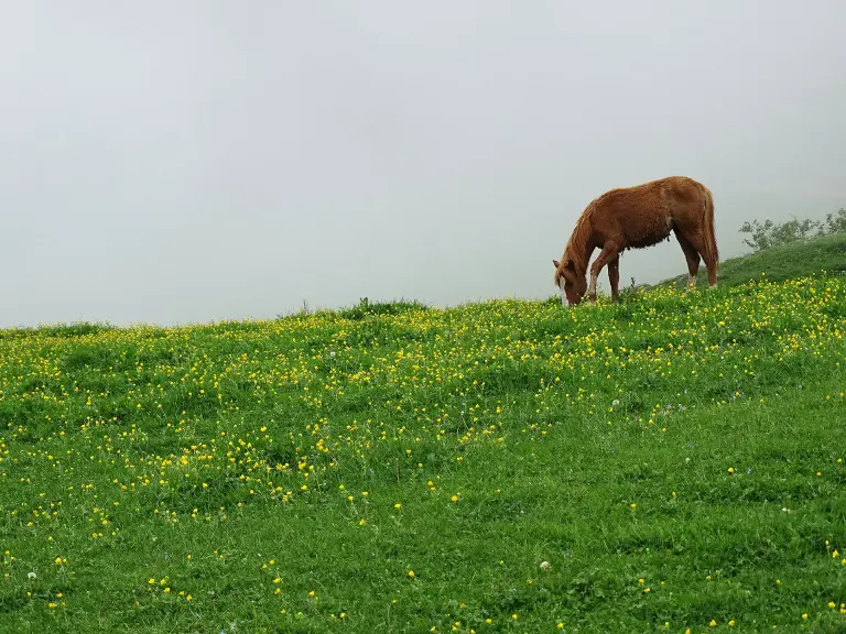 De stenen hoofden van Sno